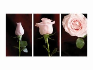 Triptych with Rose-1
